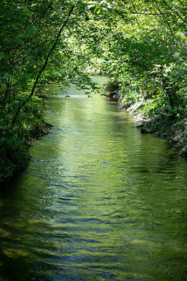 Como Superar os Desafios da Legislação Ambiental no Brasil