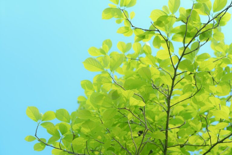 Gestão Sustentável: Benefícios para Prefeituras e Empreendedores